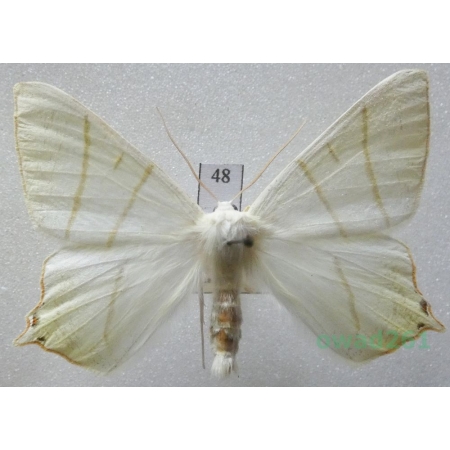 Ourapteryx sambucaria (Linnaeus, 1758) male Czech48